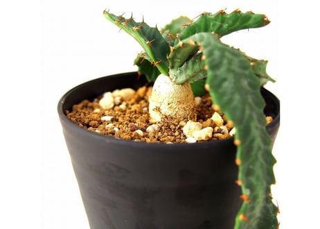 ユーフォルビア ステラータ 飛竜  Euphorbia stellata 10 未発根