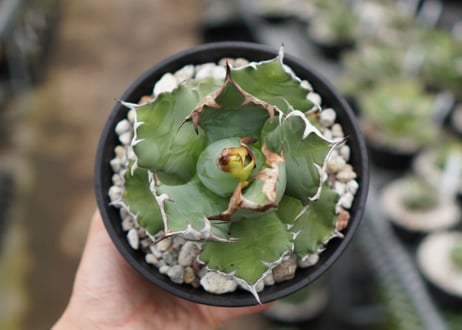 Agave titanota dwarf 姫厳龍 A NO.2