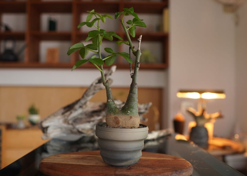 アデニア グラウカ Adenia glauca | mana's green:塊根植物販売