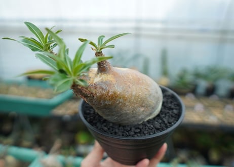 パキポディウム　グラキリス　 Pachypodium Gracilius  No.4
