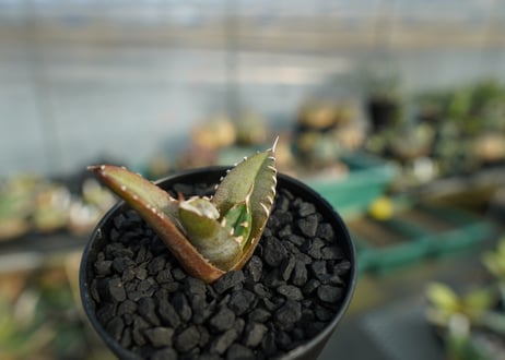 アガベ　チタノタ　台湾seeding 　Agave titanota  Taiwan seedling　No.1