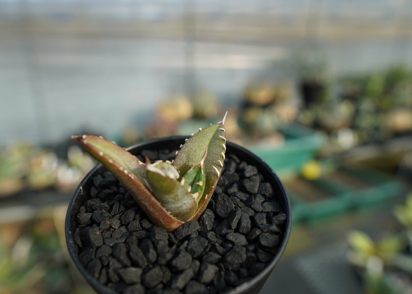 アガベ チタノタ 台湾seeding Agave titanota Taiwan seed