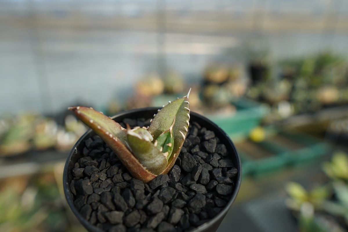 アガベ チタノタ 台湾seeding Agave titanota Taiwan seed