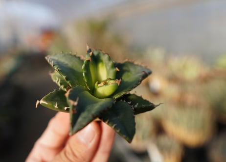 agave titanota ソーラーエクリプス　 NO.1