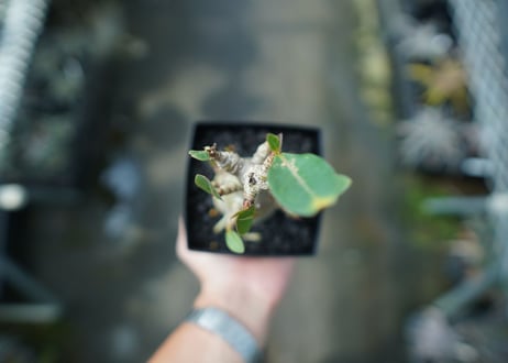 アデニウム　Adenium　No.3