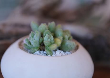 Sedum mocinianum