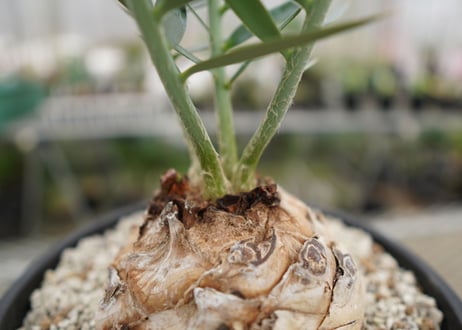 エンセファラルトス　 ホリダス　Encephalartos horridus　 NO.2