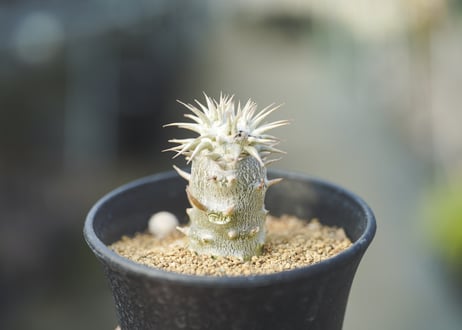 パキポディウム  恵比寿大黒