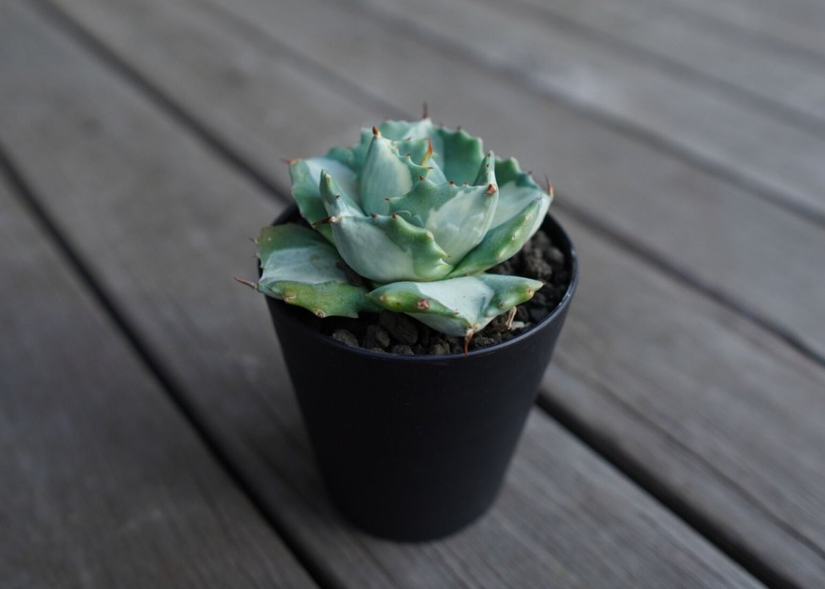 アガベ 王妃雷神錦 白中斑 Agave “Ohi Raijin Nishiki Shirona