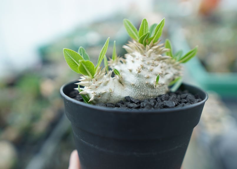 パキポディウム 恵比寿大黒 Pachypodium Densicaule No.3 | man