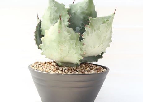 Agave colorata