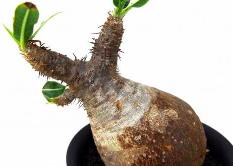 Pachypodium Gracilius パキポディウム  グラキリス  №5  little