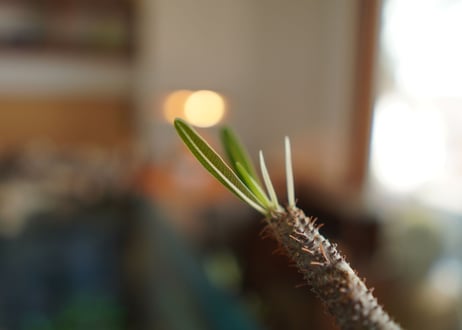 パキポディウム　グラキリス　 Pachypodium Gracilius