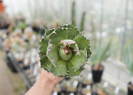 Agave titanota FO-76  I dwarf   (G)