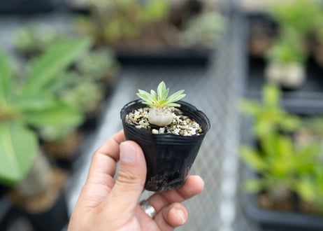 ナマクアナム　塊根植物　コーデックス　発根済み 塊根植物・コーデックス hmk 塊根植物・コーデックスの育て方