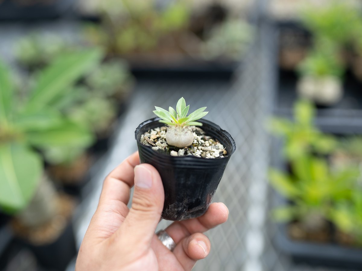 パキポディウム 恵比寿大黒 沖縄実生 | mana's farm:塊根植物・アガベ