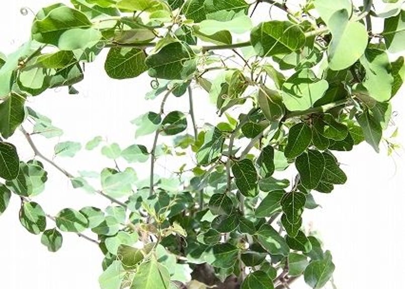 アデニア スピノーサ | mana's farm:塊根植物・アガベ・ドライガーデン