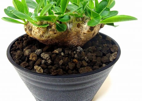 Pachypodium brevicaule　パキポディウム  ブレビカウレ　恵比寿笑い №1