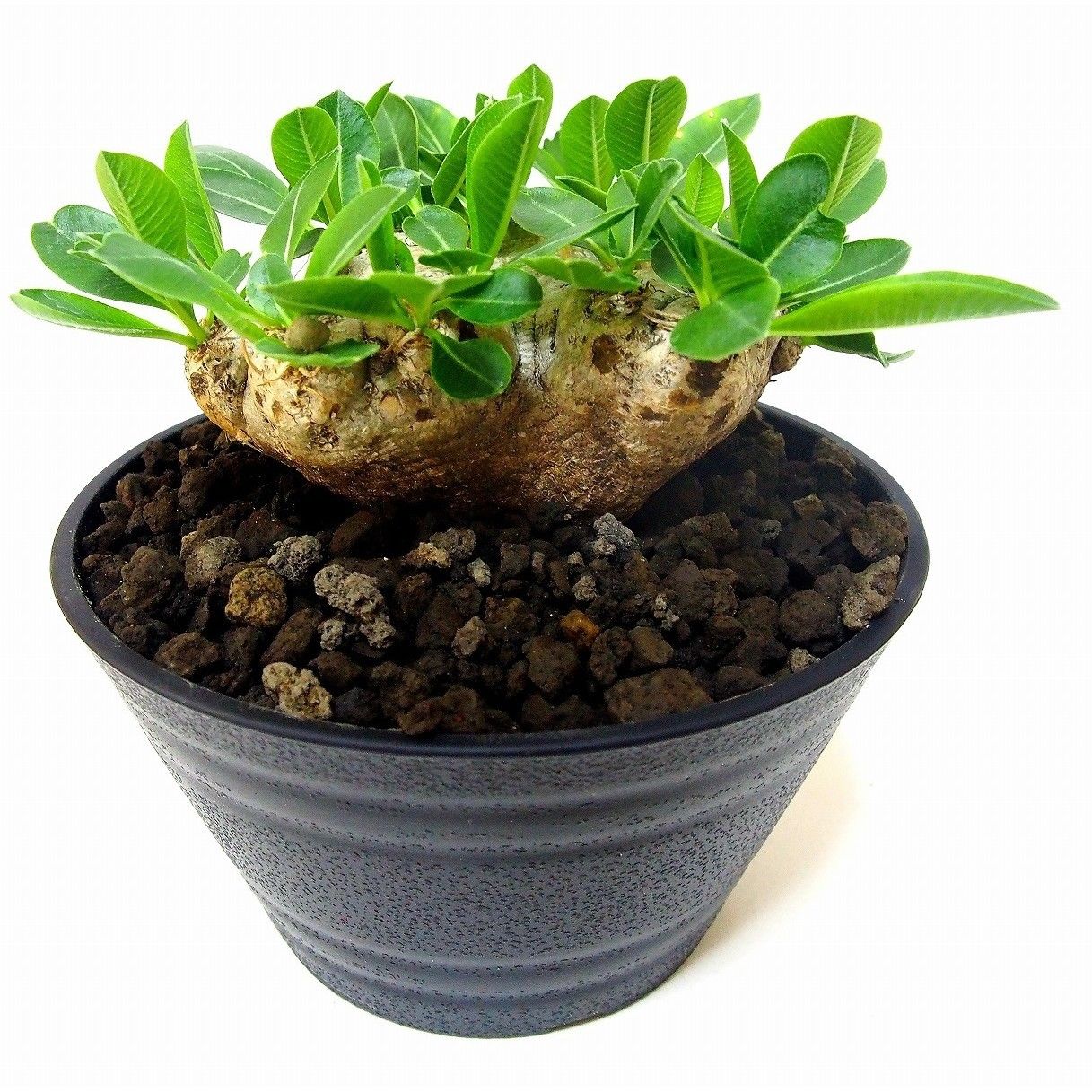 Pachypodium brevicaule パキポディウム ブレビカウレ 恵比寿笑い №1