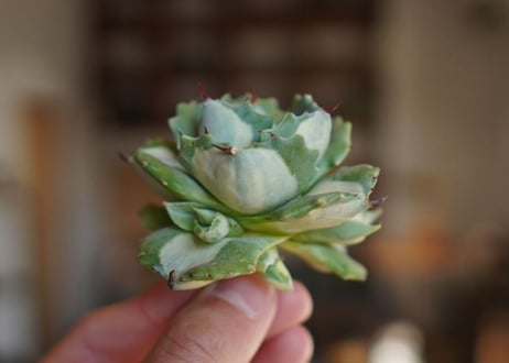 アガベ　王妃雷神錦　白中斑　Agave　“Ohi Raijin Nishiki Shironakahu”