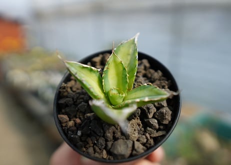 アガベ　チタノタ錦　Agave titanota Variegated