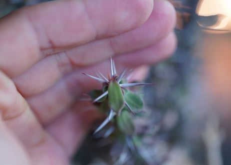 Euphorbia　beharensis