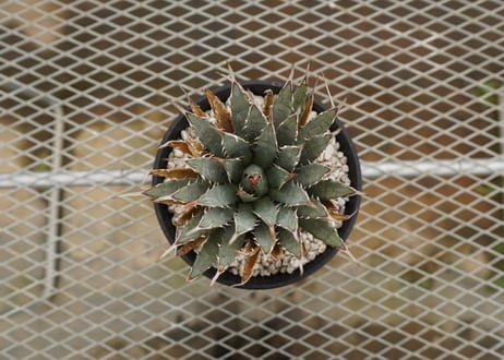 アガベ　ユタエンシス　Agave uthaensis　NO.4