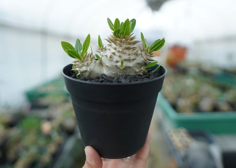 パキポディウム　恵比寿大黒　Pachypodium Densicaule　No.3