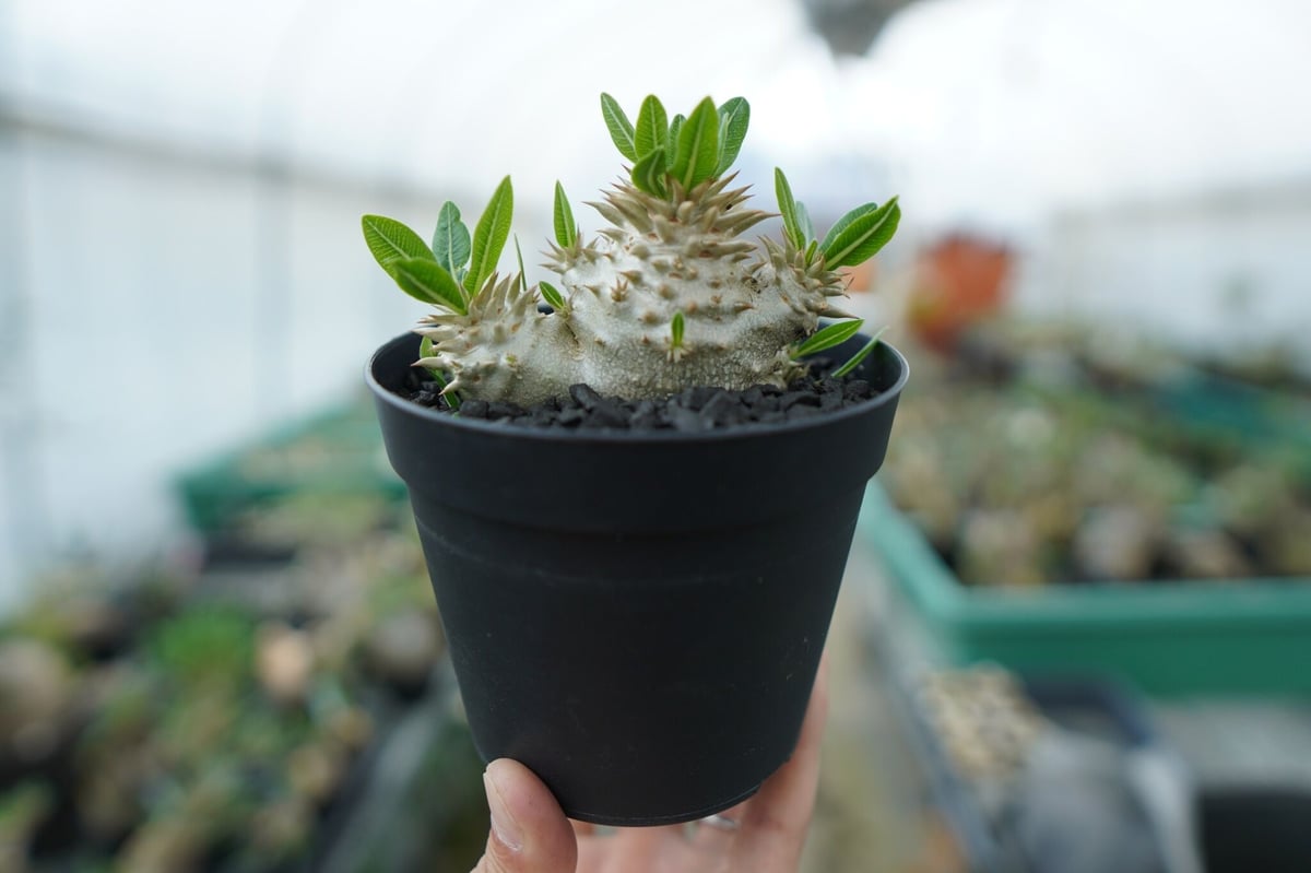 パキポディウム 恵比寿大黒 Pachypodium Densicaule No.3 | man