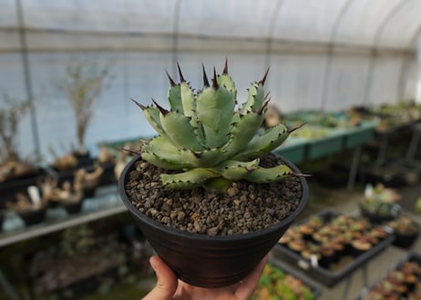 アガベ　マクロアカンサ×ポタトラム　 Agave macroacantha×potatorum