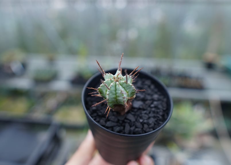 ユーフォルビア ホリダ マジョール Euphorbia horrida major
