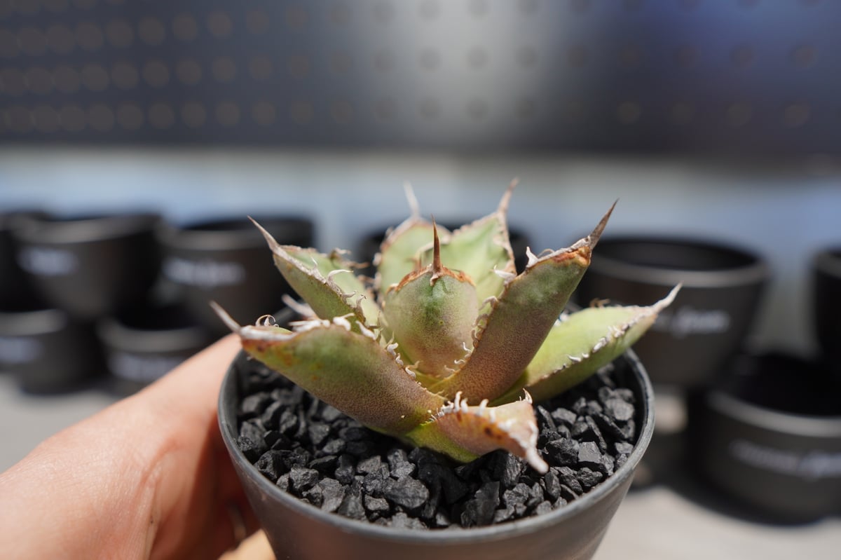 アガベチタノタ　FO-76 大株　子株4つ付き アガベ チタノタ FO-76 No.4 | mana's farm:塊根植物・アガベ・ドライガ