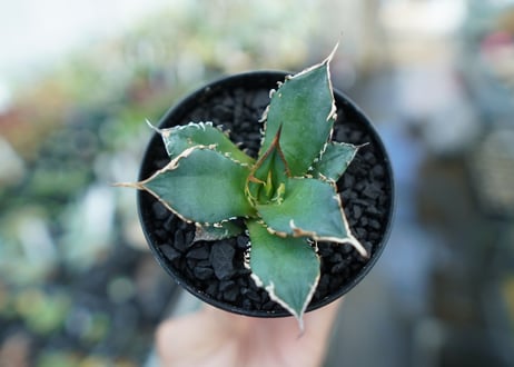 アガベ　チタノタ　FO-76　Agave titanota  FO-76　No.11