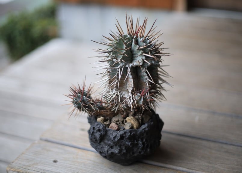 ユーフォルビア 強棘ホリダ Euphorbia horrida | mana's farm: