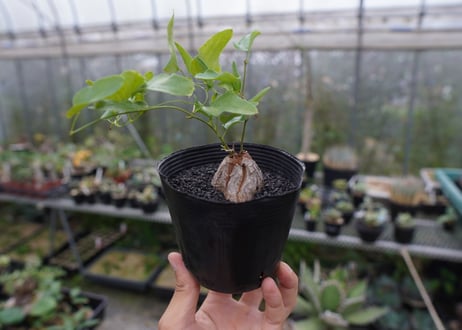 ディオスコレア　シルバティカ　Dioscorea sylvatica  No.2