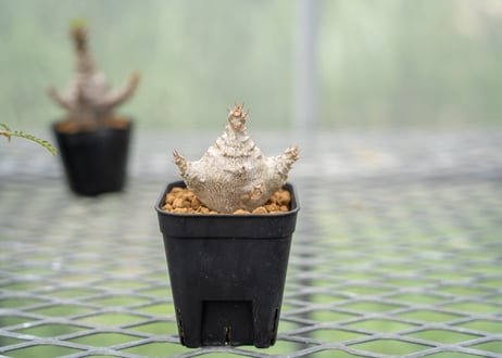 パキポディウム　ウィンゾリー　沖縄実生