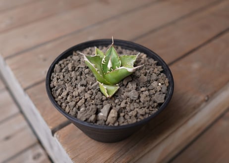 Agave Sowing seeds NO.1
