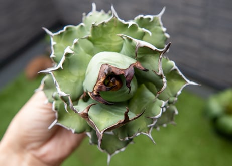Agave titanota dwarf 姫厳龍 A NO.1 (G)