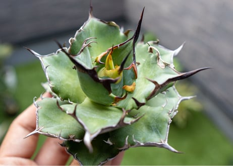 Agave ハデス 黒獄 Ｂ NO.1