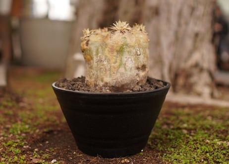 パキポディウム　エブレネウム　Pachypodium eburneum