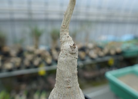 ウンカリーナ　グランディディエリ　Uncarina grandidieri