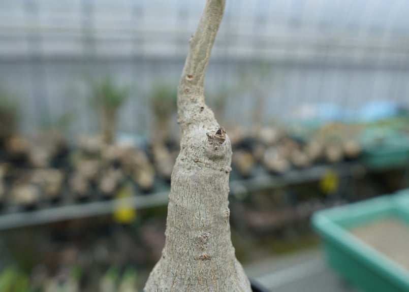 ウンカリーナ グランディディエリ Uncarina grandidieri | mana's