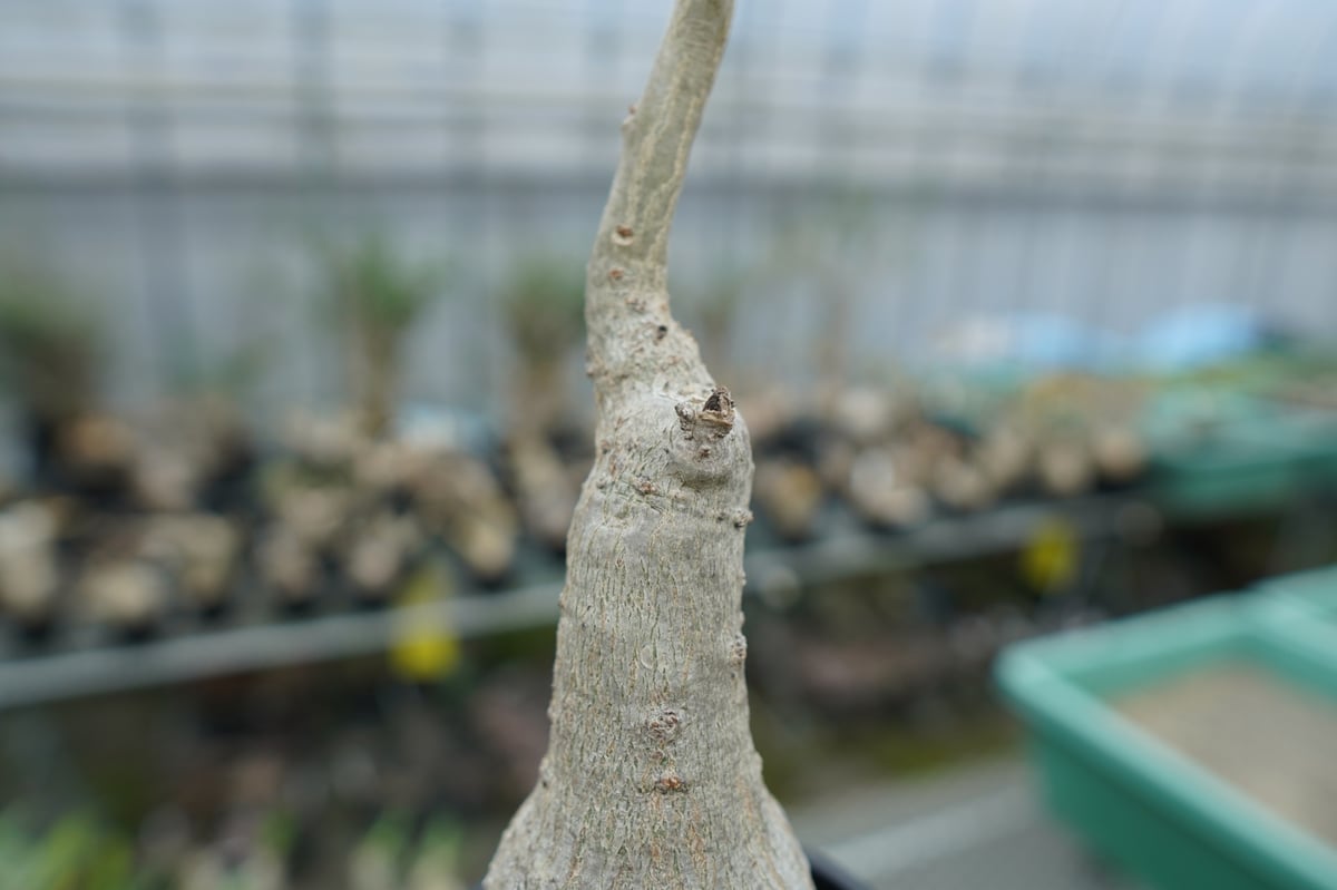 ウンカリーナ グランディディエリ Uncarina grandidieri | mana's