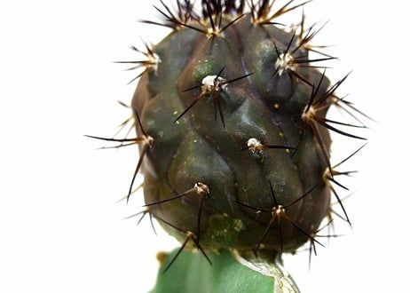 Copiapoa cinerea　コピアポア  黒王丸　接ぎ木