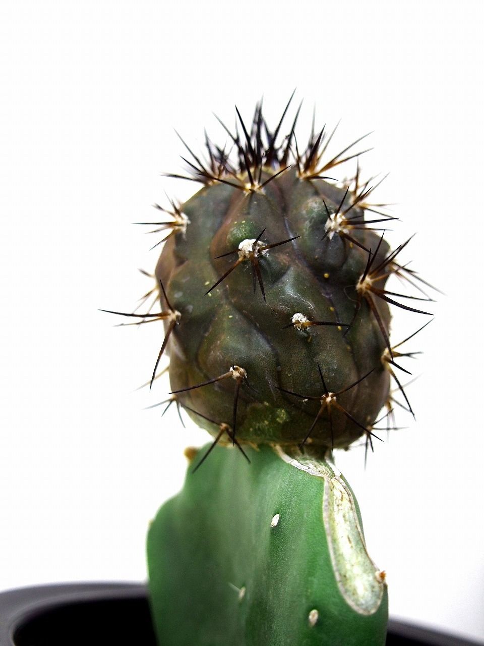 Copiapoa cinerea コピアポア 黒王丸　接木 Copiapoa cinerea コピアポア 黒王丸 接ぎ木 | mana's farm:塊