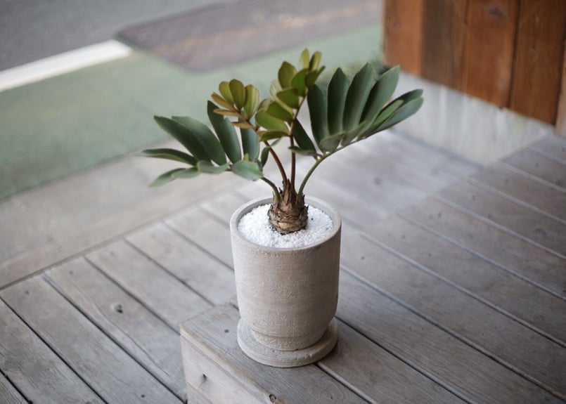 ザミア プミラ Zamia pumila | mana's farm:塊根植物・アガベ・ドライ