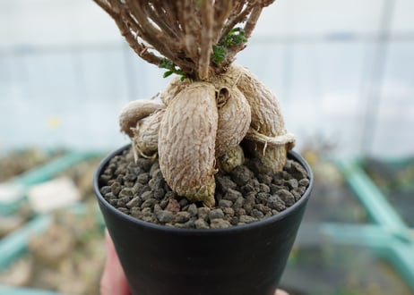 姫紅小松　Trichodiadema bulbosum  No.3