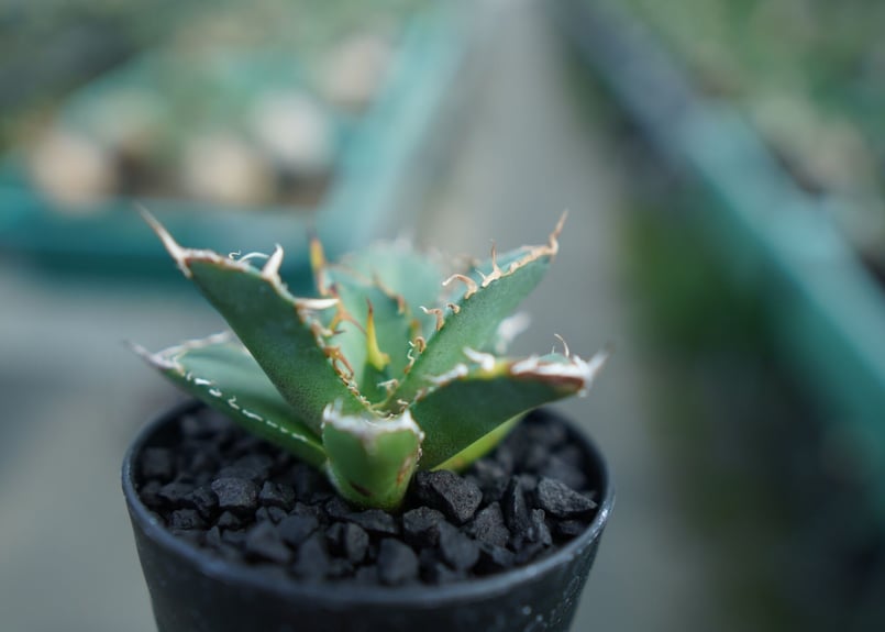 アガベ チタノタ FO-76 agave titanota FO-76 子株 No.2 |