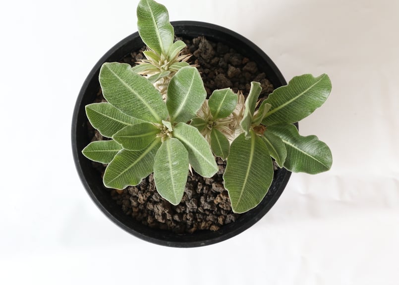 パキポディウム エブレネウム 国内実生株 №1 | mana's farm:塊根植物