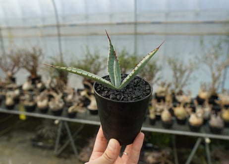 アガベ　屈原の舞扇 Agave 'Kutsugen no Maiougi'